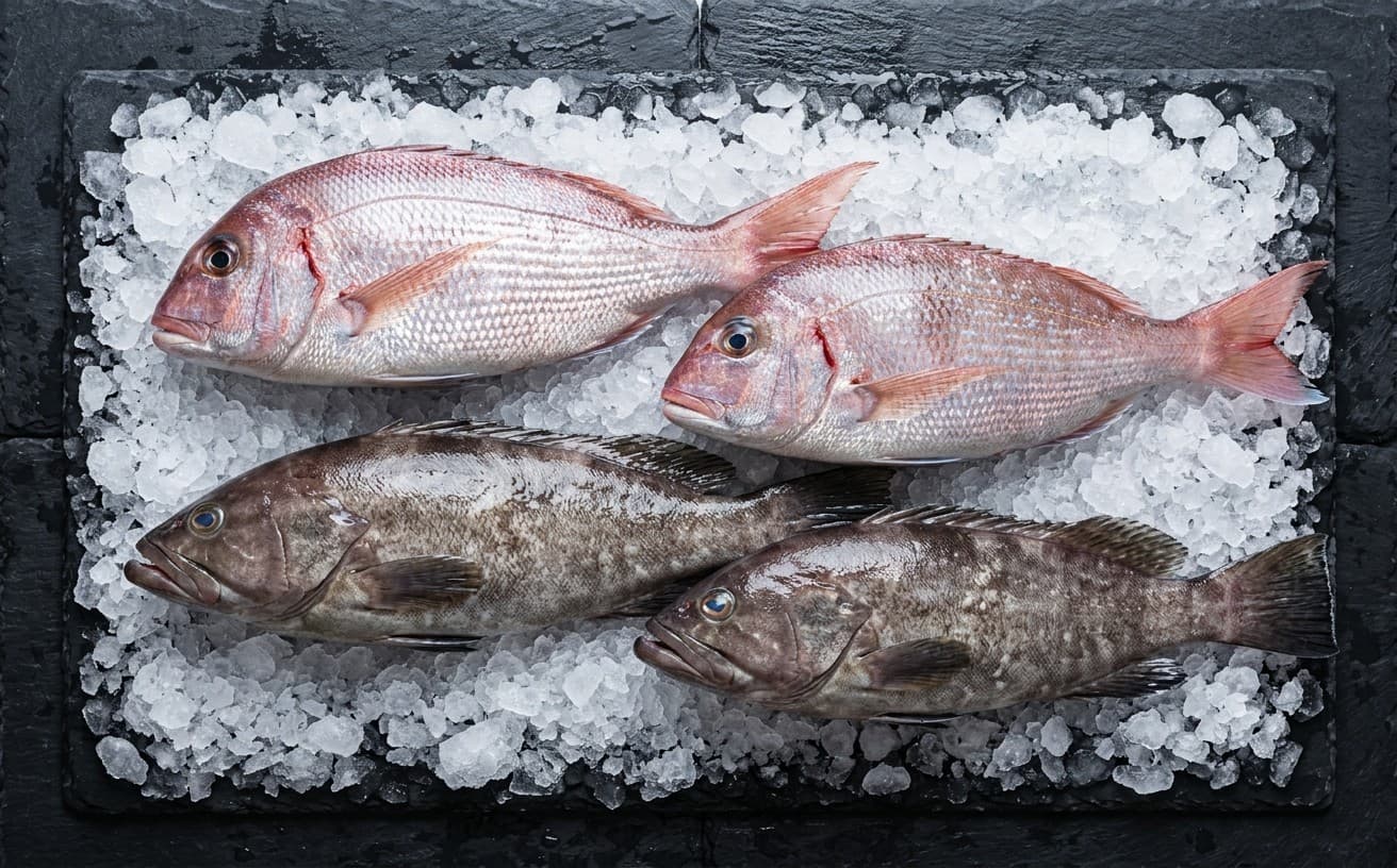 Whole fresh fish graded on ice, seen from above