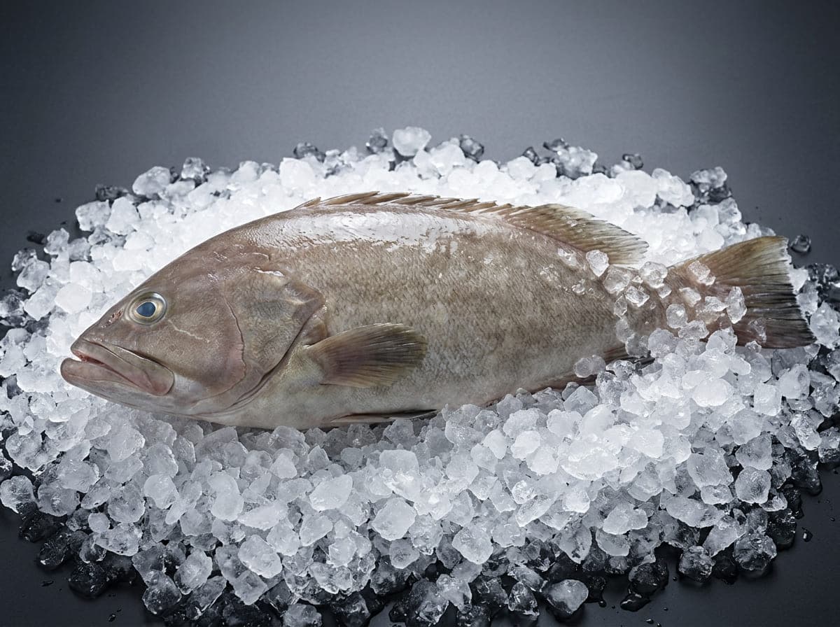 Whole thiof grouper on crushed ice, cinematic side light, premium seafood photography