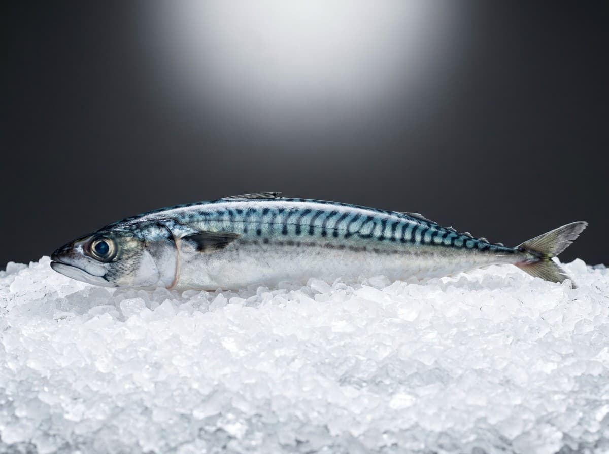Fresh mackerel with striped skin packed on ice, close-up
